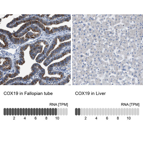 Immunohistochemistry analysis in human fallopian tube and liver tissues using HPA021226 antibody. Corresponding COX19 RNA-seq data are presented for the same tissues.