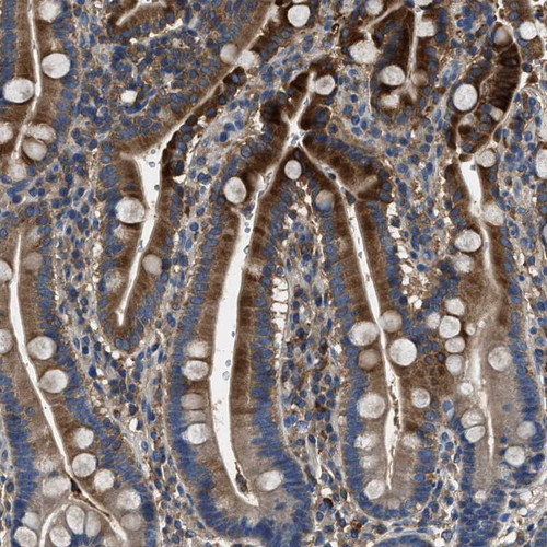 Immunohistochemical staining of human duodenum shows strong cytoplasmic positivity in glandular cells.