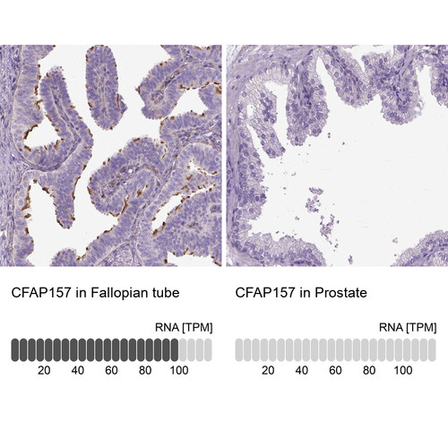 Immunohistochemistry analysis in human fallopian tube and prostate tissues using Anti-CFAP157 antibody. Corresponding CFAP157 RNA-seq data are presented for the same tissues.