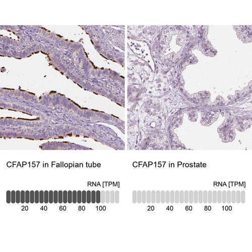 Immunohistochemistry analysis in human fallopian tube and prostate tissues using Anti-CFAP157 antibody. Corresponding CFAP157 RNA-seq data are presented for the same tissues.