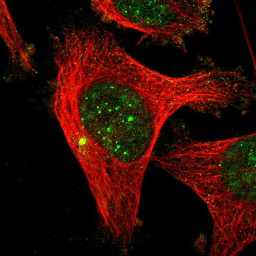 Immunofluorescent staining of human cell line U-251 MG shows localization to nucleus & microtubule organizing center.