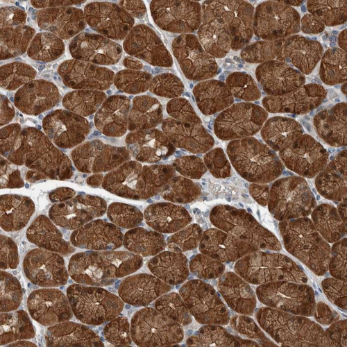 Immunohistochemical staining of human stomach shows distinct cytoplasmic positivity in glandular cells.