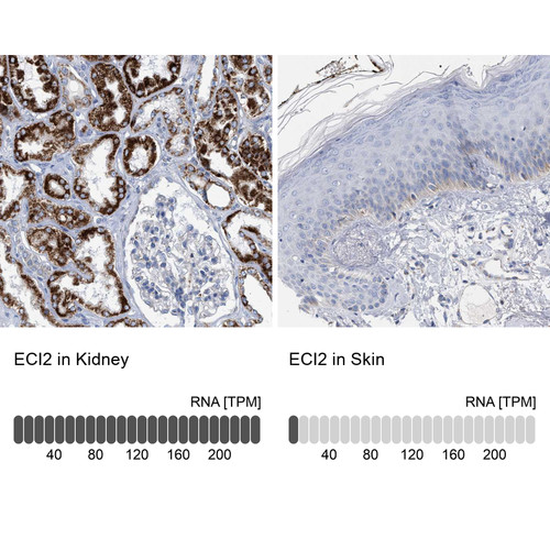 Immunohistochemistry analysis in human kidney and skin tissues using HPA022130 antibody. Corresponding ECI2 RNA-seq data are presented for the same tissues.