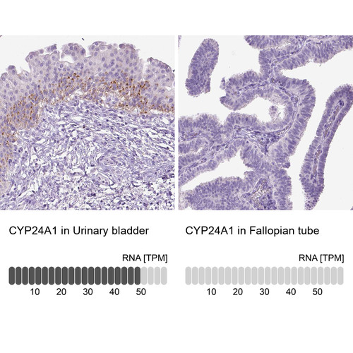 Immunohistochemistry analysis in human urinary bladder and fallopian tube tissues using HPA022261 antibody. Corresponding CYP24A1 RNA-seq data are presented for the same tissues.