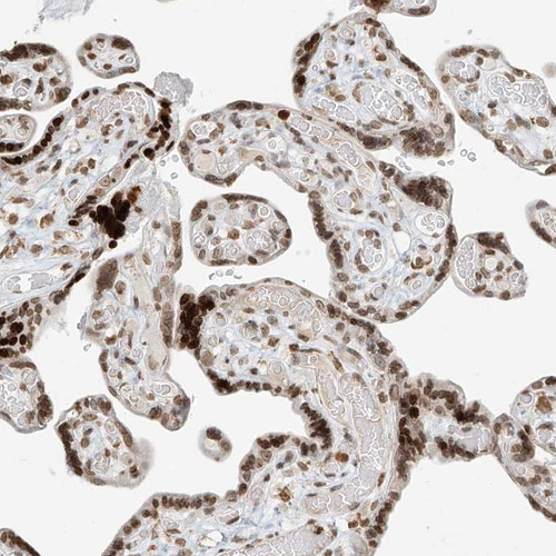 Immunohistochemical staining of human placenta shows strong nuclear positivity in trophoblastic cells.