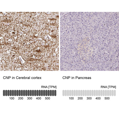 Immunohistochemistry analysis in human cerebral cortex and pancreas tissues using HPA023280 antibody. Corresponding CNP RNA-seq data are presented for the same tissues.