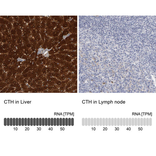 Immunohistochemistry analysis in human liver and lymph node tissues using Anti-CTH antibody. Corresponding CTH RNA-seq data are presented for the same tissues.