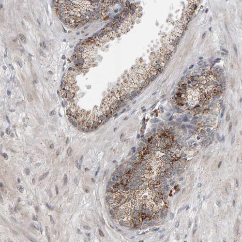 Immunohistochemical staining of human prostate shows moderate to strong positivity in mitochondria in glandular cells.