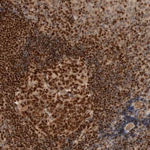 Immunohistochemical staining of human tonsil shows strong nuclear positivity in most cells.