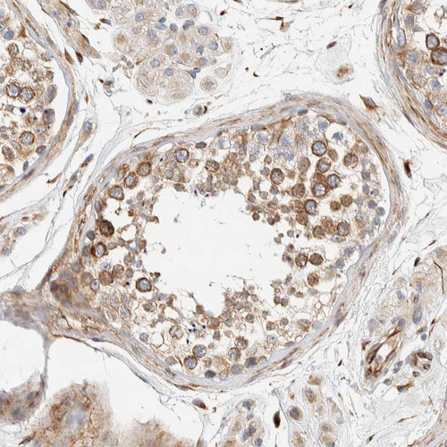Immunohistochemical staining of human testis shows moderate cytoplasmic positivity in cells in seminiferous ducts.