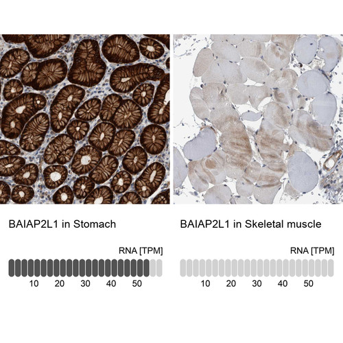 Immunohistochemistry analysis in human stomach and skeletal muscle tissues using HPA023874 antibody. Corresponding BAIAP2L1 RNA-seq data are presented for the same tissues.