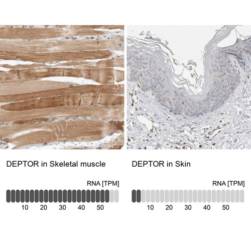 Immunohistochemistry analysis in human skeletal muscle and skin tissues using HPA023938 antibody. Corresponding DEPTOR RNA-seq data are presented for the same tissues.