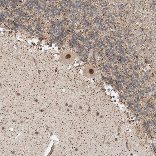 Immunohistochemical staining of human Cerebellum shows moderate nuclear positivity in Purkinje cells.