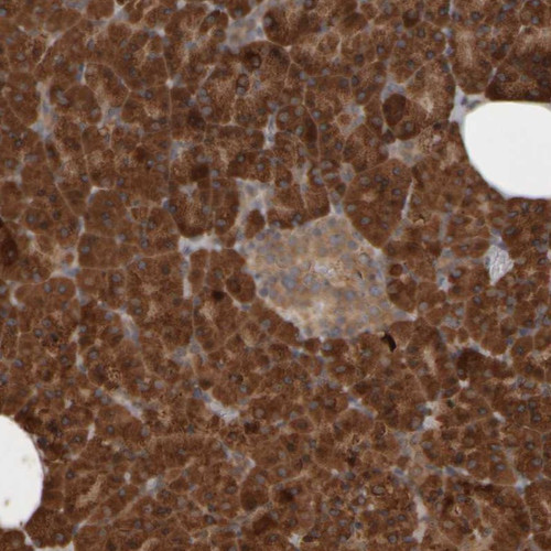 Immunohistochemical staining of human pancreas shows strong cytoplasmic positivity in exocrine glandular cells.
