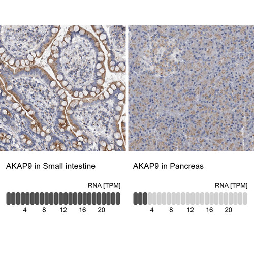 Immunohistochemistry analysis in human small intestine and pancreas tissues using HPA026109 antibody. Corresponding AKAP9 RNA-seq data are presented for the same tissues.