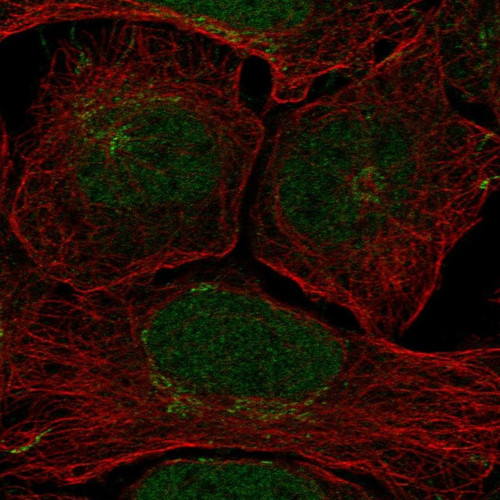 Immunofluorescent staining of human cell line U-2 OS shows localization to nucleoplasm & the Golgi apparatus.