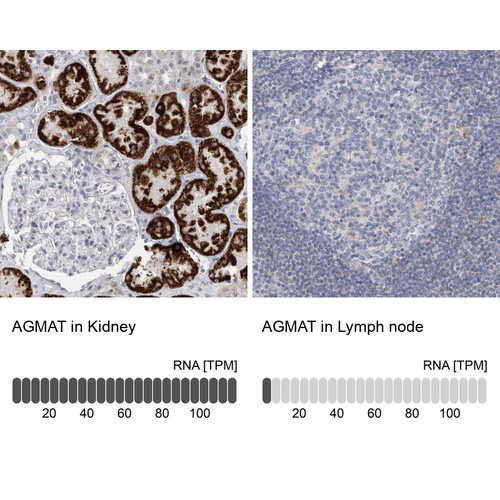 Immunohistochemistry analysis in human kidney and lymph node tissues using HPA026443 antibody. Corresponding AGMAT RNA-seq data are presented for the same tissues.