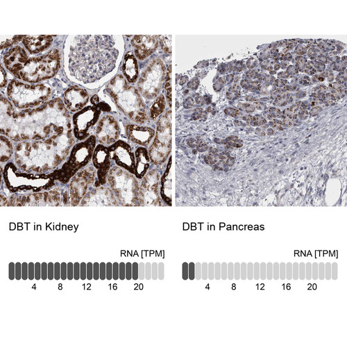 Immunohistochemistry analysis in human kidney and pancreas tissues using HPA026485 antibody. Corresponding DBT RNA-seq data are presented for the same tissues.