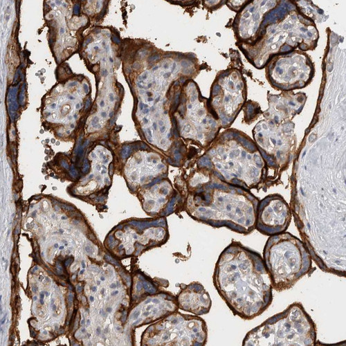 Immunohistochemical staining of human urinary bladder shows distinct membranous positivity in urothelial cells.
