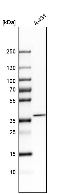 Western blot analysis in human cell line A-431.