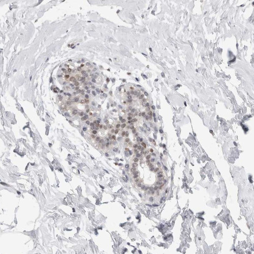 Immunohistochemical staining of human breast shows weak nuclear positivity in glandular cells.