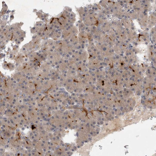 Immunohistochemical staining of human pancreas shows strong membranous positivity in intercalated ducts.