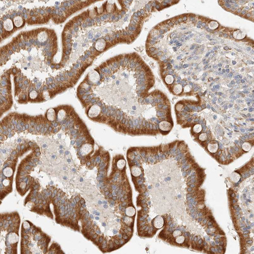 Immunohistochemical staining of human duodenum shows strong granular cytoplasmic positivity in glandular cells.