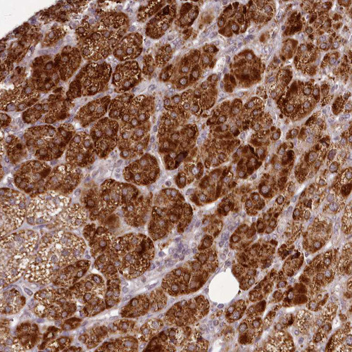 Immunohistochemical staining of human adrenal gland shows strong cytoplasmic positivity in glandular cells.