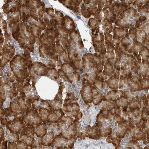 Immunohistochemical staining of human pancreas shows strong cytoplasmic positivity in exocrine glandular cells.