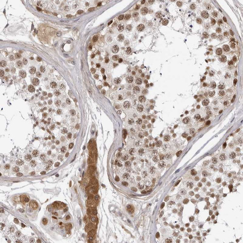 Immunohistochemical staining of human testis shows distinct positivity in seminiferous and leydig cells.