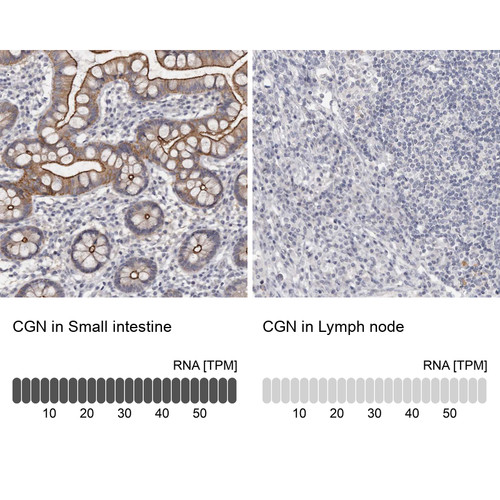 Immunohistochemistry analysis in human small intestine and lymph node tissues using Anti-CGN antibody. Corresponding CGN RNA-seq data are presented for the same tissues.