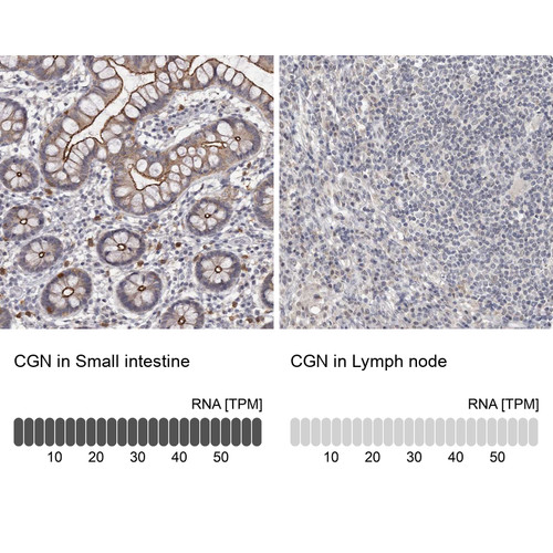 Immunohistochemistry analysis in human small intestine and lymph node tissues using Anti-CGN antibody. Corresponding CGN RNA-seq data are presented for the same tissues.