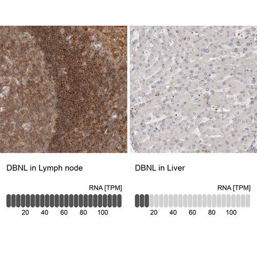 Immunohistochemistry analysis in human lymph node and liver tissues using Anti-DBNL antibody. Corresponding DBNL RNA-seq data are presented for the same tissues.