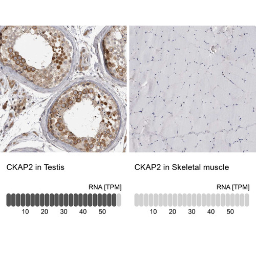 Immunohistochemistry analysis in human testis and skeletal muscle tissues using HPA027821 antibody. Corresponding CKAP2 RNA-seq data are presented for the same tissues.