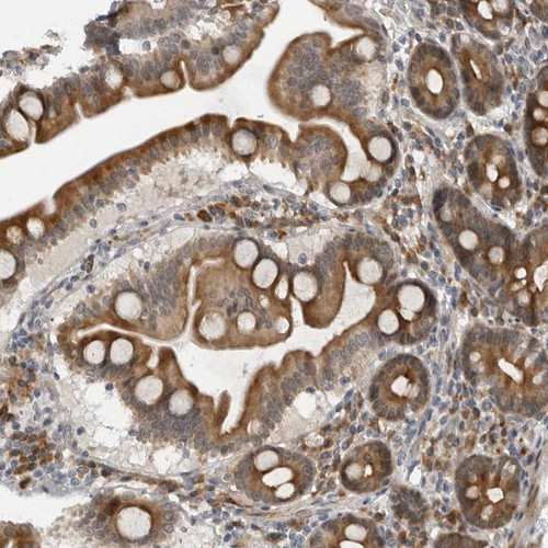 Immunohistochemical staining of human duodenum shows strong cytoplasmic positivity in glandular cells.