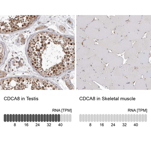 Immunohistochemistry analysis in human testis and skeletal muscle tissues using HPA028120 antibody. Corresponding CDCA8 RNA-seq data are presented for the same tissues.