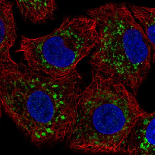 Immunofluorescent staining of human cell line A549 shows localization to mitochondria.