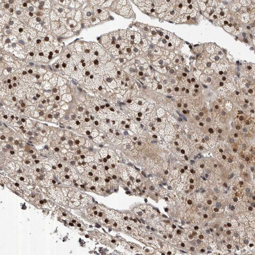 Immunohistochemical staining of human adrenal gland shows strong nuclear positivity in cortical cells.