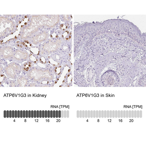 Immunohistochemistry analysis in human kidney and skin tissues using HPA028701 antibody. Corresponding ATP6V1G3 RNA-seq data are presented for the same tissues.