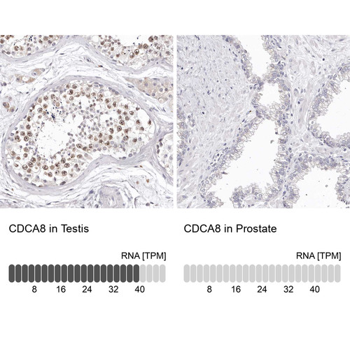 Immunohistochemistry analysis in human testis and prostate tissues using HPA028783 antibody. Corresponding CDCA8 RNA-seq data are presented for the same tissues.