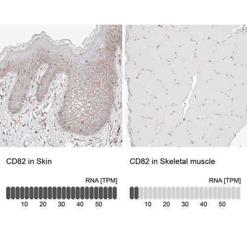 Immunohistochemistry analysis in human skin and skeletal muscle tissues using HPA028900 antibody. Corresponding CD82 RNA-seq data are presented for the same tissues.