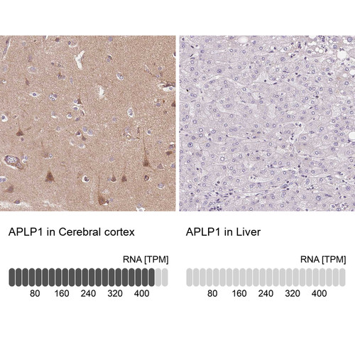 Immunohistochemistry analysis in human cerebral cortex and liver tissues using HPA028970 antibody. Corresponding APLP1 RNA-seq data are presented for the same tissues.