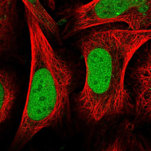 Immunofluorescent staining of human cell line U-2 OS shows localization to nucleoplasm.