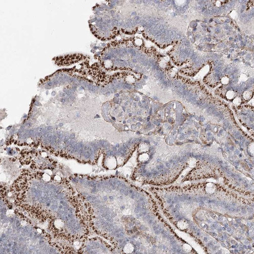 Immunohistochemical staining of human duodenum shows distinct cytoplasmic positivity with a granular pattern in glandular cells.