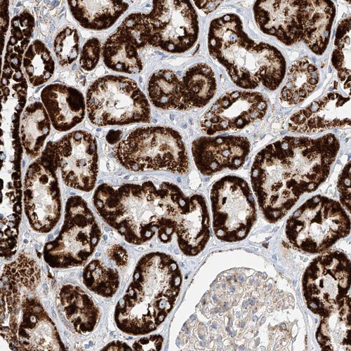Immunohistochemical staining of human kidney shows strong cytoplasmic positivity in cells of tubules.