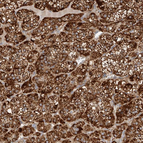 Immunohistochemical staining of human adrenal gland shows strong cytoplasmic positivity in glandular cells.