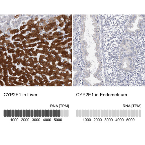 Immunohistochemistry analysis in human liver and endometrium tissues using HPA029564 antibody. Corresponding CYP2E1 RNA-seq data are presented for the same tissues.