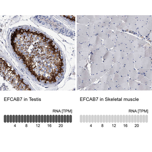 Immunohistochemistry analysis in human testis and skeletal muscle tissues using Anti-EFCAB7 antibody. Corresponding EFCAB7 RNA-seq data are presented for the same tissues.
