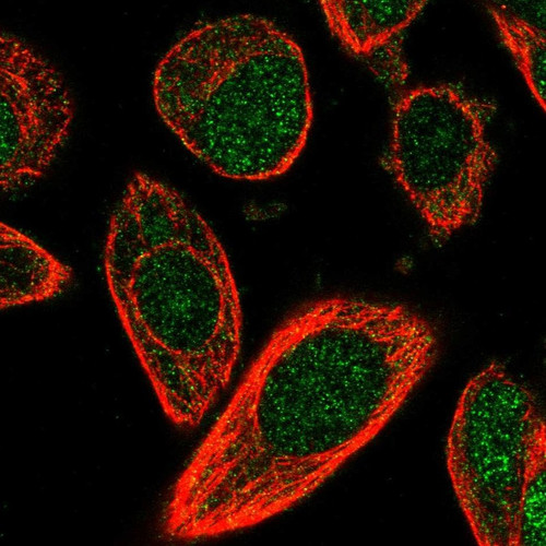 Immunofluorescent staining of human cell line PC-3 shows localization to nucleus & cytosol.
