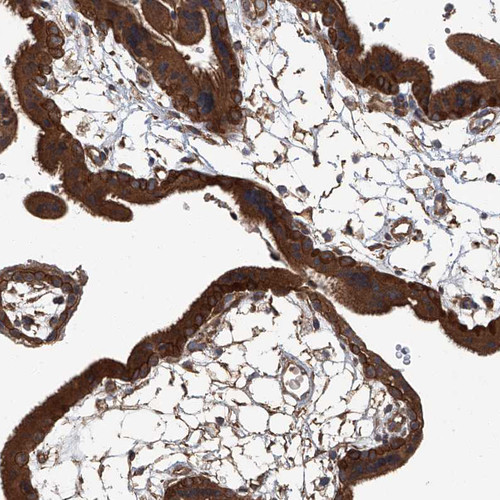 Immunohistochemical staining of human placenta shows strong cytoplasmic positivity in trophoblastic cells.